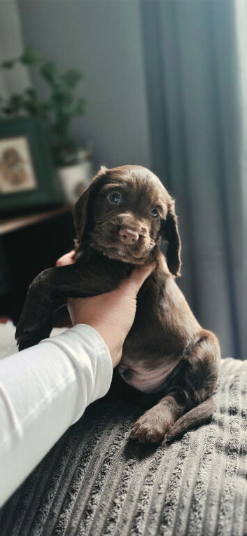 KC REG WORKING COCKER SPANIELS
