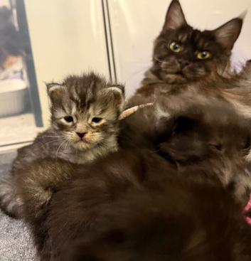 Pedigree Maine Coon Kittens HIGH SMOKE BOY LEFT