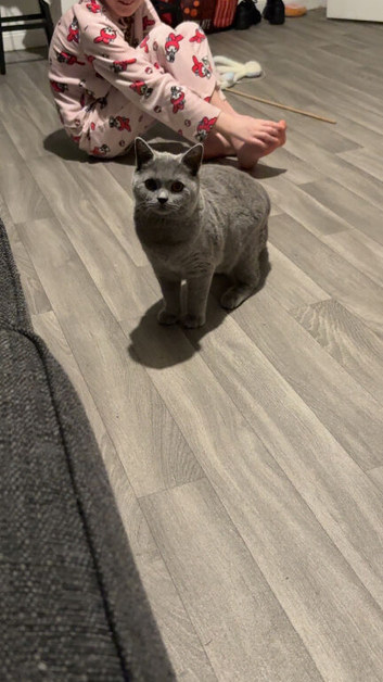 Blue British shorthair
