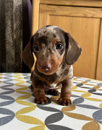 Stunning short-hair miniature dachshund dapple male