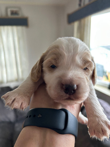 Gorgeous Cockerpoo puppies