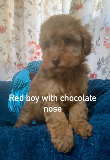Red Toy poodles