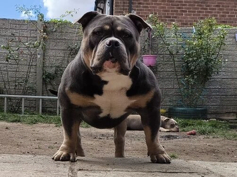 American Bully