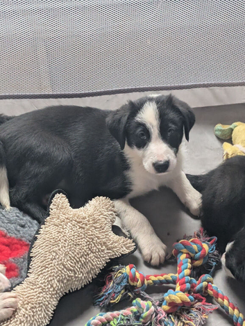 5 border collie puppies