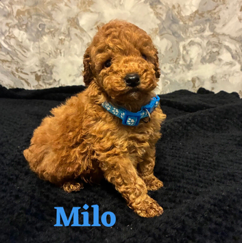 Beautiful 4th Generation Miniature Poodle Puppies