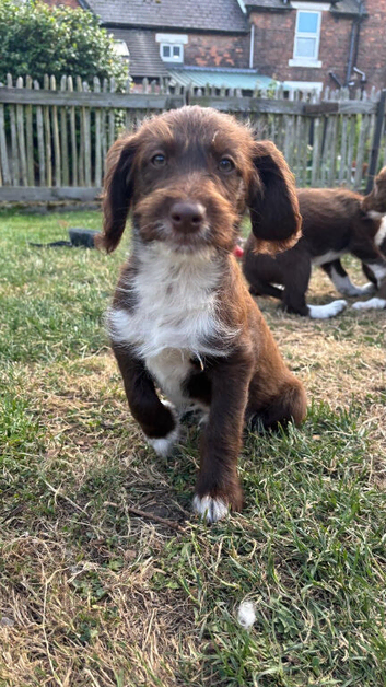 Adorable labradoodle puppies READY NOW