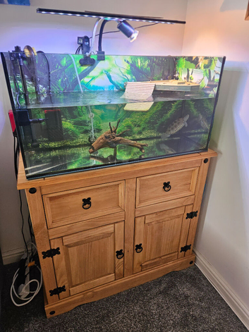 Carolina diamondback terrapin