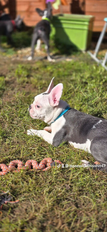 FRENCHTON Boston Heavy