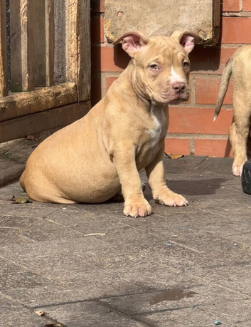 American pocket bully&rsquo;s AB KC registered