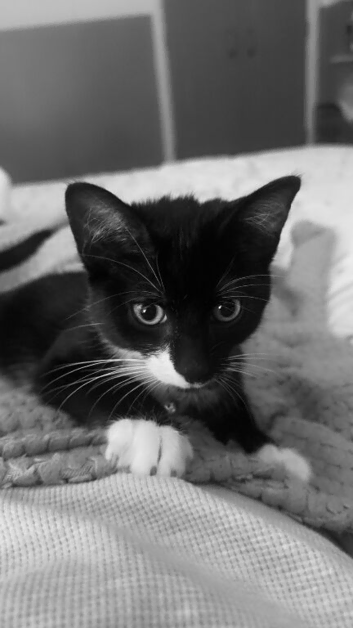 Boy Cat 6 Months
