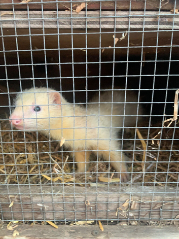 Working male ferrets