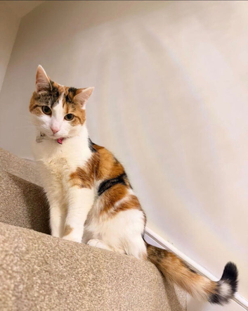 Nala - Missing Cat