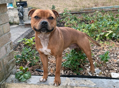 Red Staffordshire bull terrier STUD