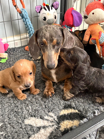 Ready to leave 25th July Beautiful mini dachshunds