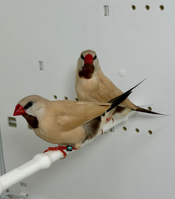 Beautiful pair of Isabel Shaft tail grass finches