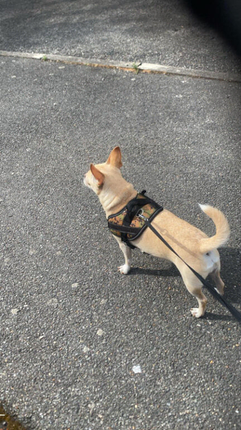 Chihuahua