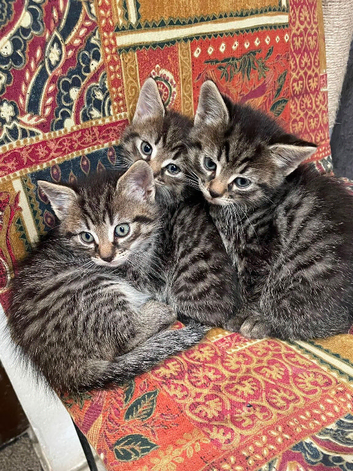3 tabby male kittens