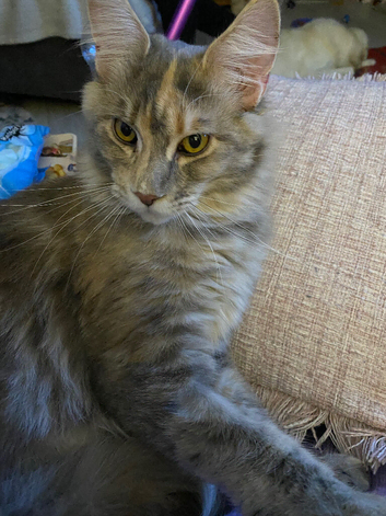 Stunning blue cream tortie females