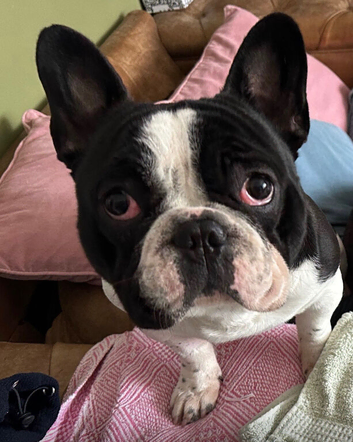 Rehome required - 1 dog only situation