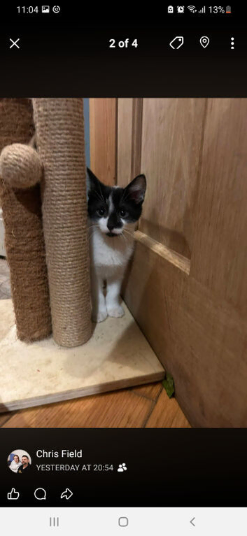 4 kittens for sale