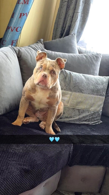 Male pocket bully