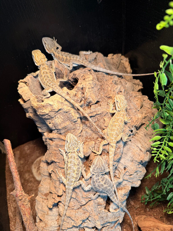 Bearded dragons