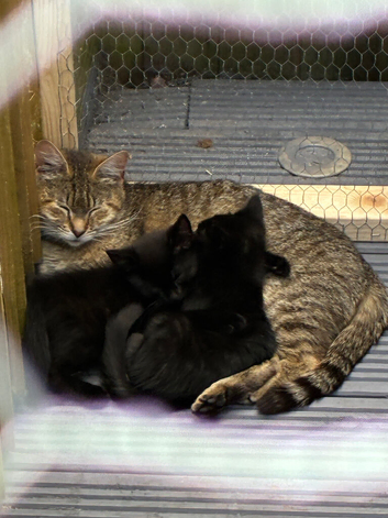 Beautiful black kittens