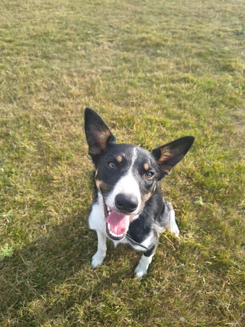 Kelpie cross collie