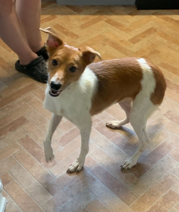 Border Collie