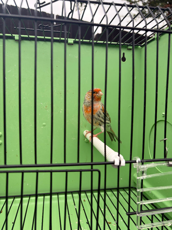 Canary's