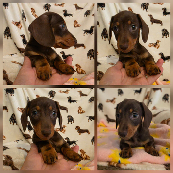 READY NOW Kc registered mini dachshund pups