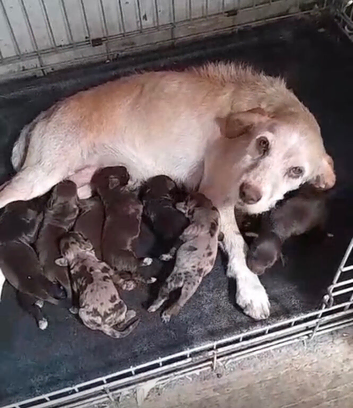 Cocker spaniel