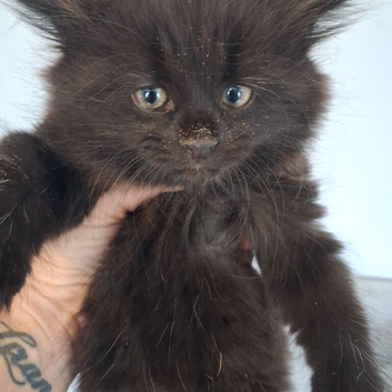 2 black little boys for sale