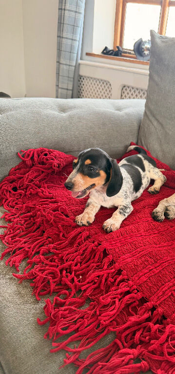 Dachshund Pup