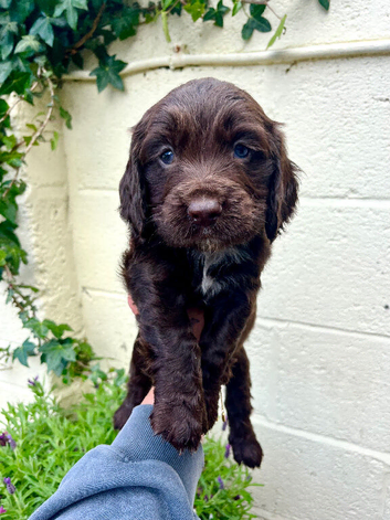 Outstanding cocker spaniel puppies