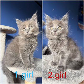 7 kittens - 4 left (2 boys, 2 girls)