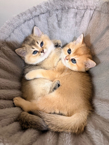Teddy Bear Scottish / Persian cross Fold Kittens for Sale