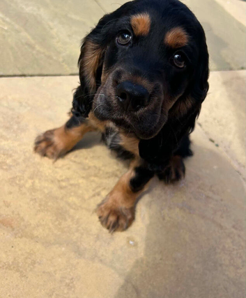 Show Cocker - 1 tan Boy