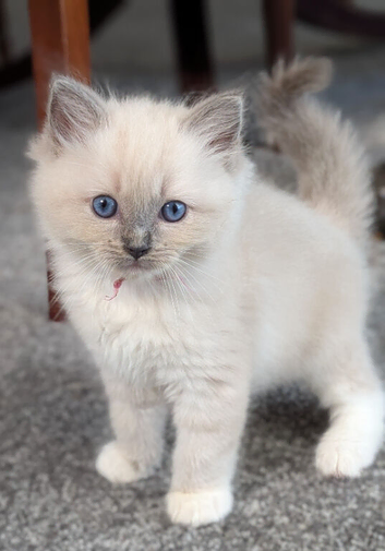 GCCF Champion Ragdolls Active Considered