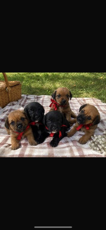 Cocker Jack puppies for sale