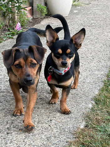 Beautiful Pups Chiweenie x