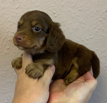 Just one very cute long coat miniature dachshund left