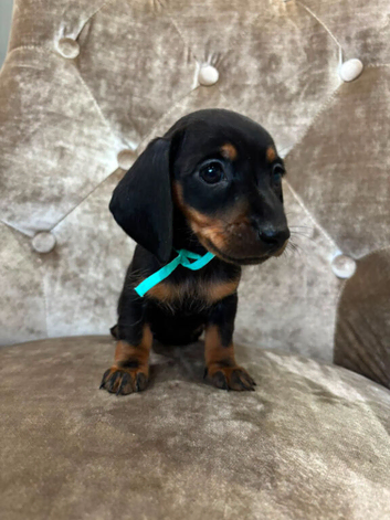Miniature dachshunds 1 female left