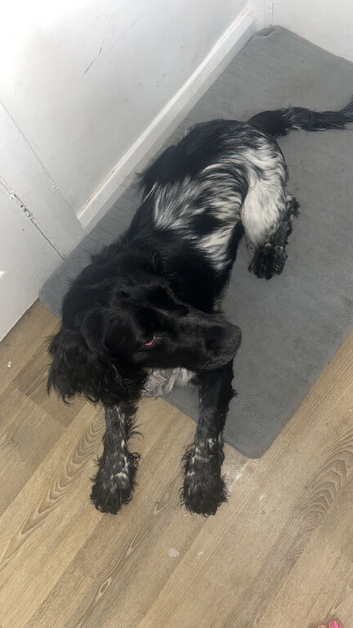 Working cocker spaniel