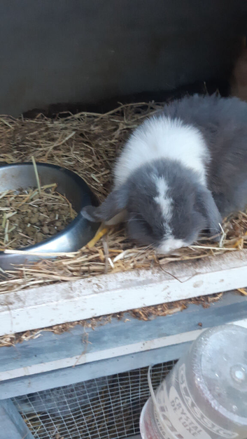 Babby bunnys