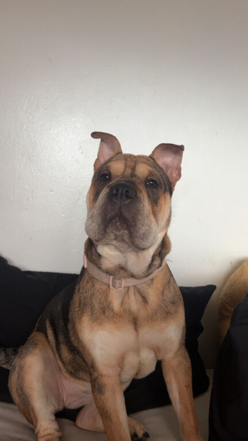 Olde English Bulldog x shar pei