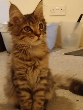 Maine Coon Kittens For Sale Ready Now
