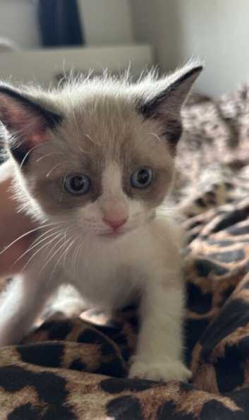 Adorable Kittens Looking for loving  homes