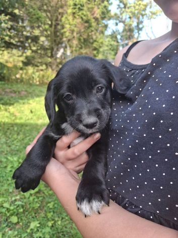 Border Collie x Cocker Spaniel