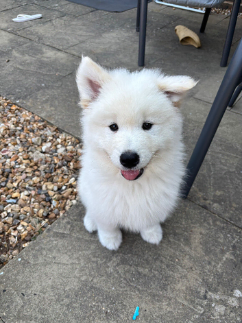 Adorable Samoyed male puppy